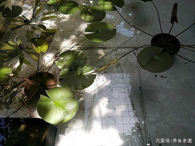 龍魚和虎魚打架會持續多久？：魚和虎魚打架的持續時間取決于多種因素，龍魚和虎魚打架教你幾招