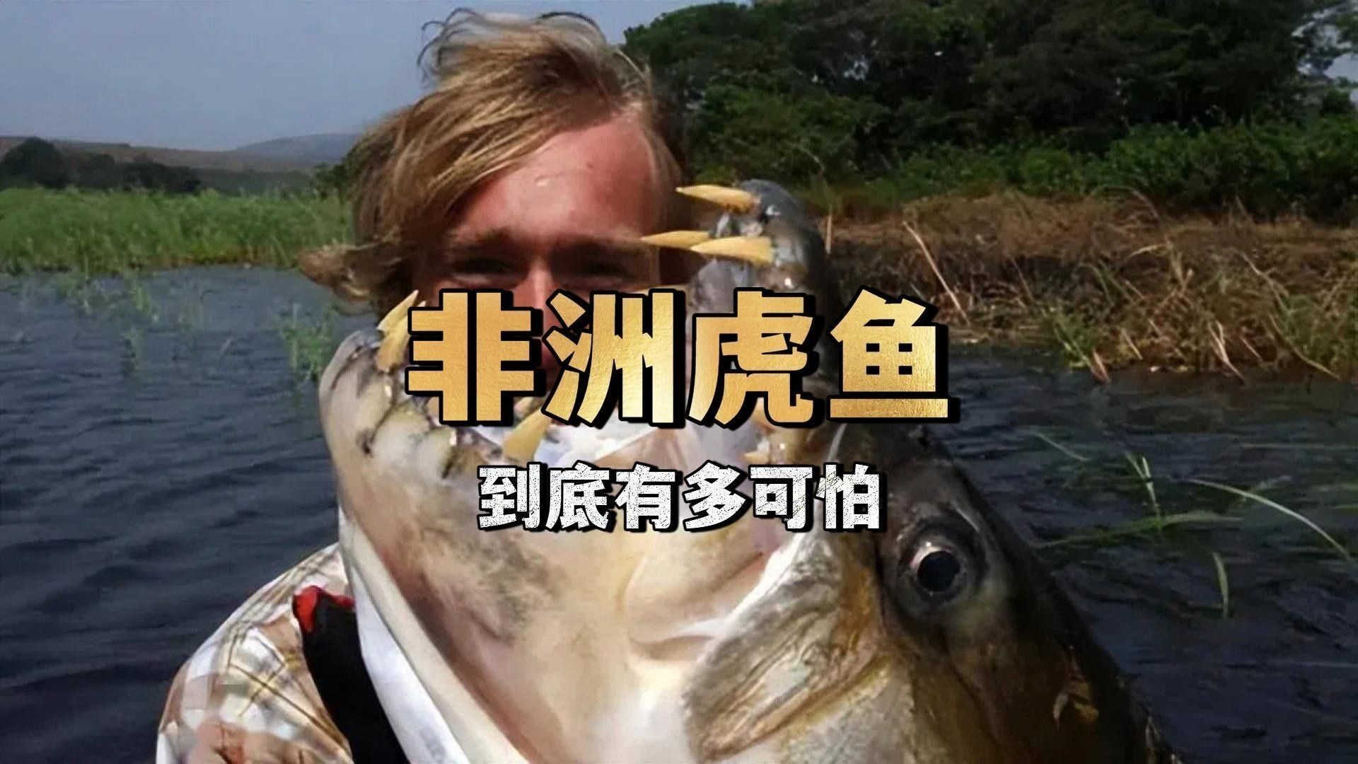 龍魚和虎魚打架會持續多久？：魚和虎魚打架的持續時間取決于多種因素，龍魚和虎魚打架教你幾招