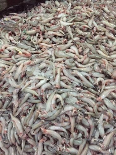 新加坡半號紅龍魚多少錢一條新加坡紅龍魚多少錢一條