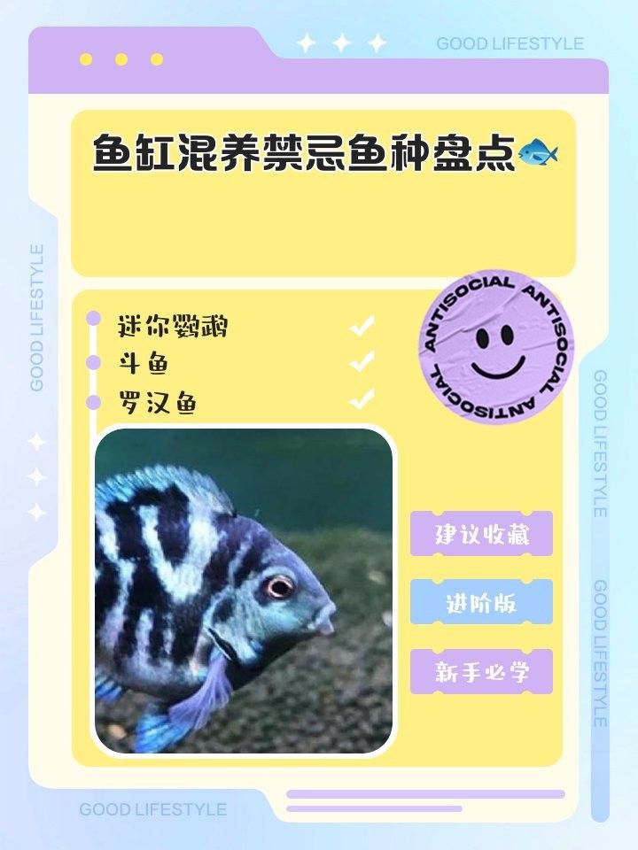哪些魚不適合與金頭龍魚混養(yǎng)：汪星人笑料庫金頭龍魚混養(yǎng)禁忌魚缸混養(yǎng)禁忌魚種盤點 哪些魚不適合與金頭龍魚混養(yǎng)：汪星人笑料庫金頭龍魚混養(yǎng)禁忌魚缸混養(yǎng)禁忌魚種盤點 龍魚百科 第4張