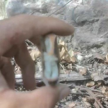 過江龍魚的市場(chǎng)價(jià)格是多少：宜昌市過江龍魚價(jià)格分析：過江龍魚價(jià)格差異顯著差異