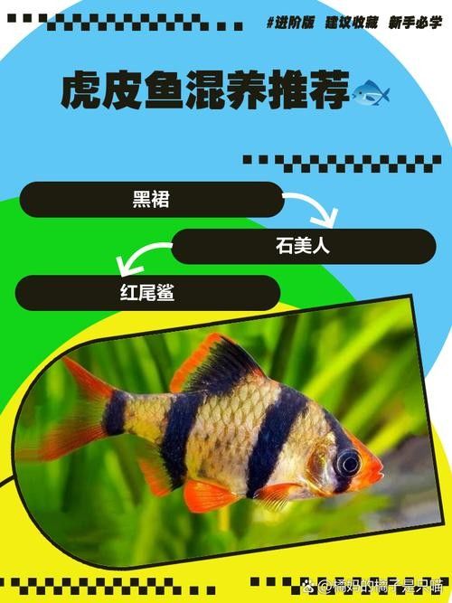 金龍魚、豬鼻龜、虎魚的食物選擇：虎魚與金龍魚混養好嗎虎魚與金龍魚混養好嗎