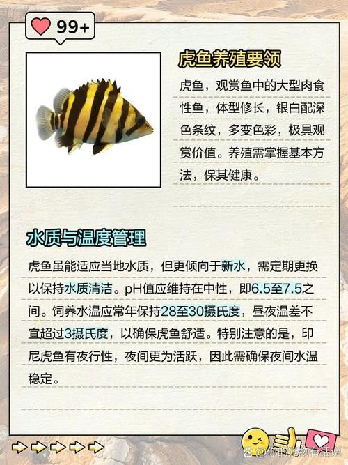 金龍魚、豬鼻龜、虎魚的食物選擇：虎魚與金龍魚混養好嗎虎魚與金龍魚混養好嗎