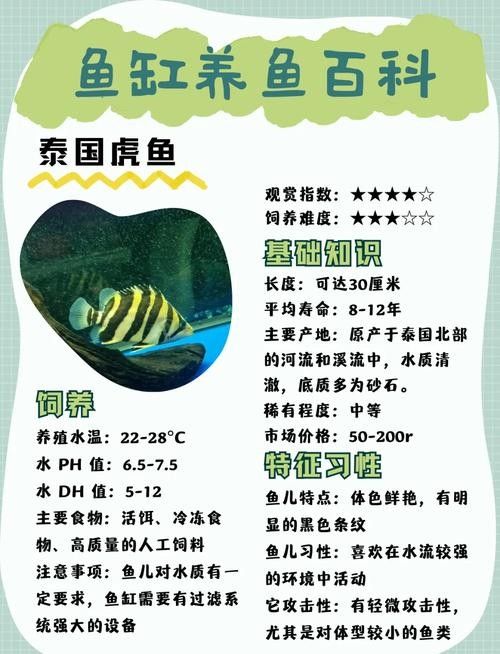 金龍魚、豬鼻龜、虎魚的食物選擇：虎魚與金龍魚混養好嗎虎魚與金龍魚混養好嗎