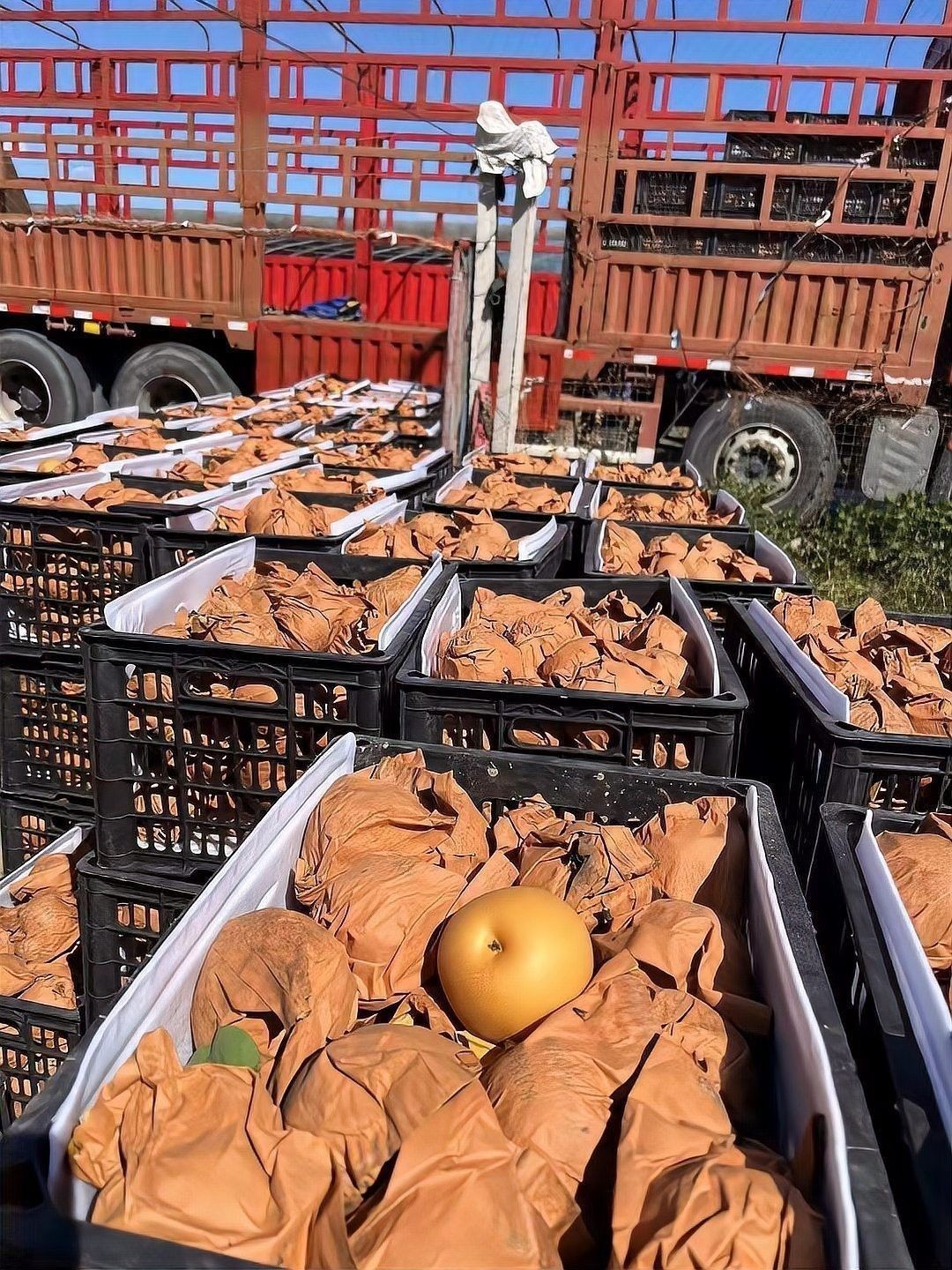這些品種的價格差異大嗎？：不同品種的植物價格差異受多種因素影響植物價格差異及其影響因素