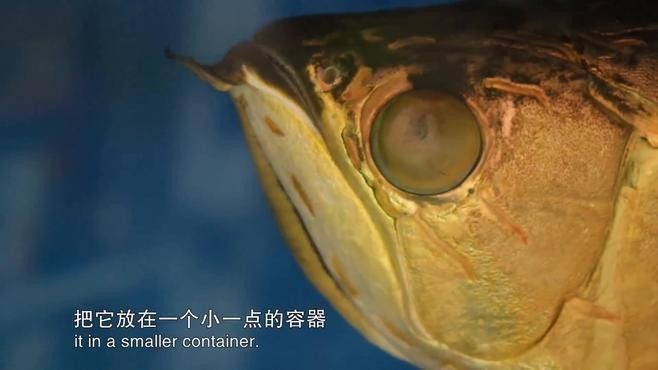 龍魚內(nèi)蒙眼最佳治療方法：龍魚內(nèi)蒙眼怎么辦