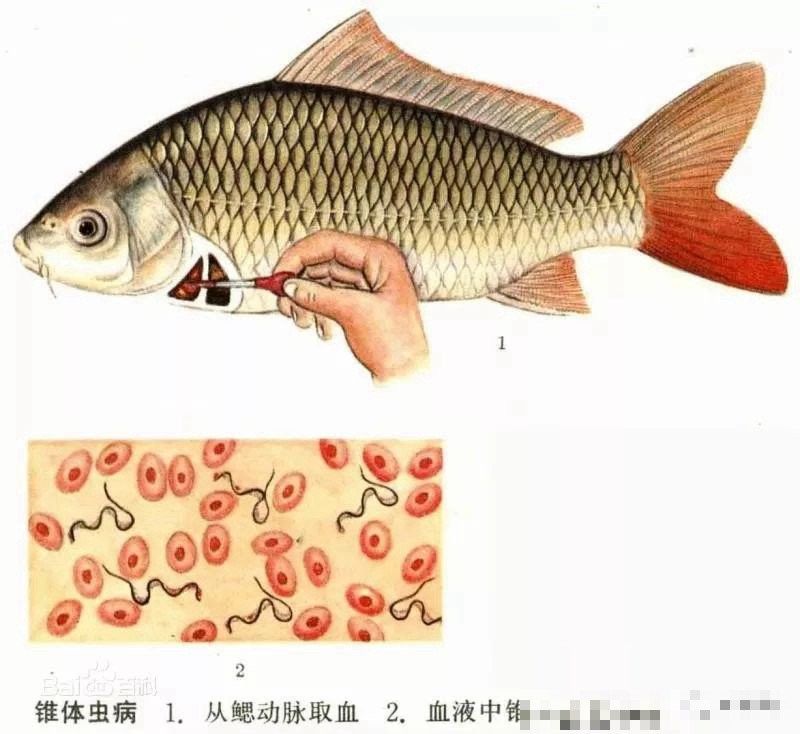 龍魚寄生蟲多久驅(qū)一次：360doc個(gè)人圖書館龍魚常見病及治療方法分享