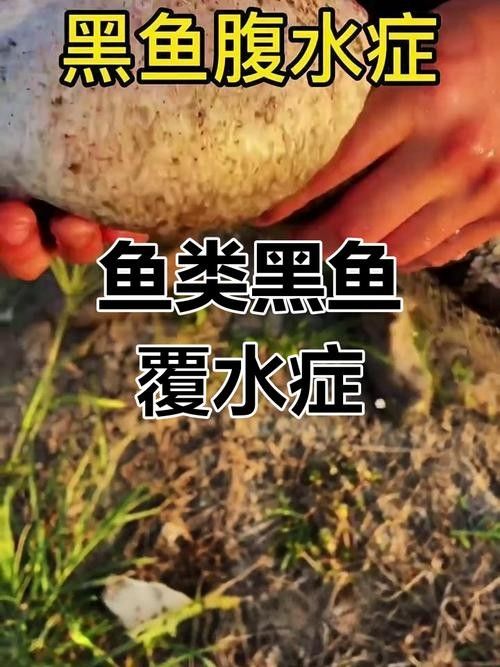 哪些因素會影響黑龍魚的價格：三農水產養殖分享黑魚該怎么養才活得長暗房映畫志