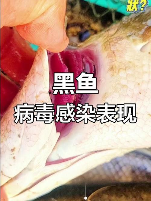 哪些因素會影響黑龍魚的價格：三農水產養殖分享黑魚該怎么養才活得長暗房映畫志