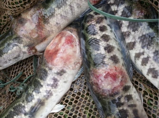 哪些因素會影響黑龍魚的價格：三農水產養殖分享黑魚該怎么養才活得長暗房映畫志