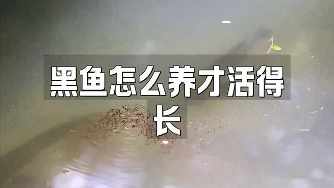 哪些因素會影響黑龍魚的價格：三農水產養殖分享黑魚該怎么養才活得長暗房映畫志