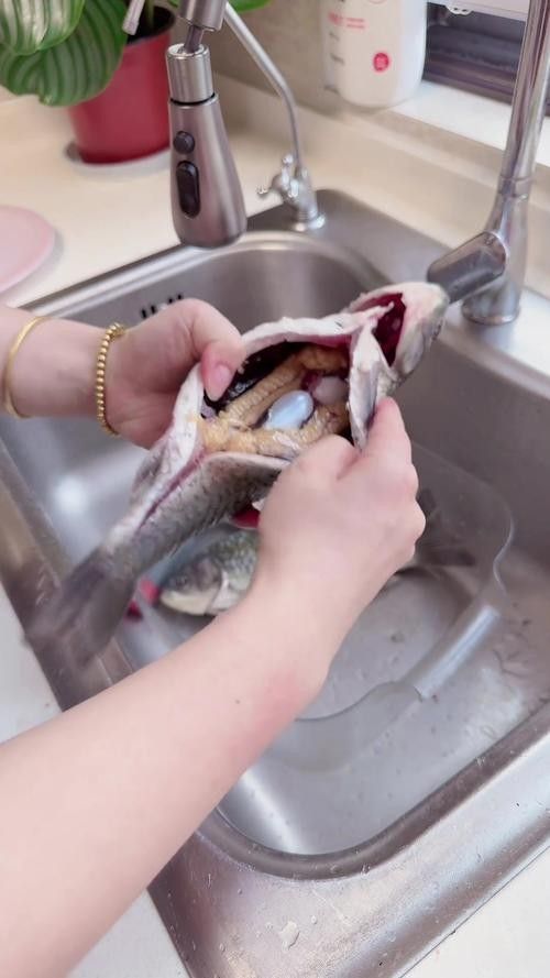 龍魚漲肚后如何護(hù)理？：暮暮充電站龍魚腸胃病,龍魚“翻肚”了怎么辦