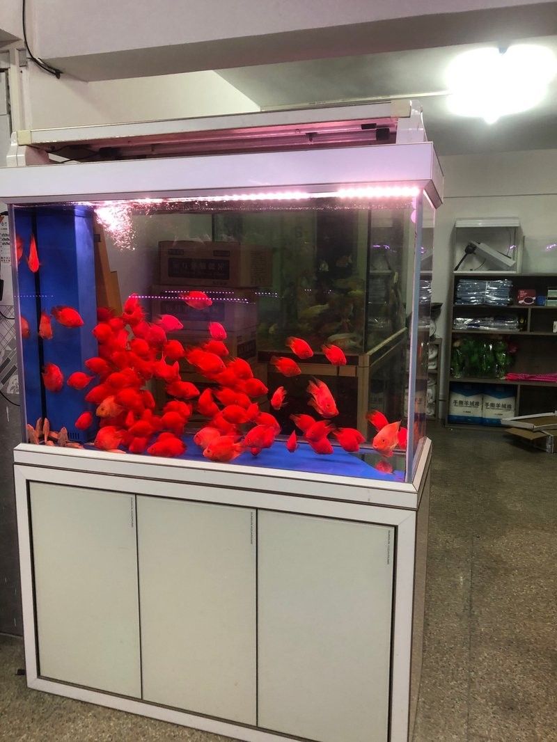 石龍哪個水族館龍魚好？祥龍魚場龍魚：石龍哪個水族館的龍魚好
