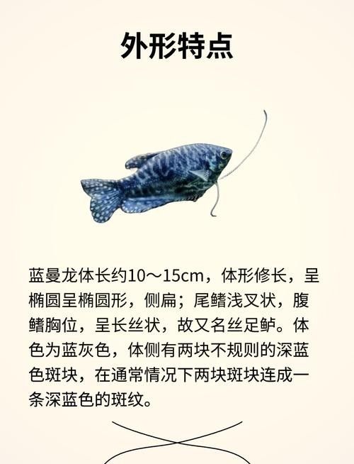藍曼龍魚繁殖期間需要注意什么：曼龍魚繁殖全攻略