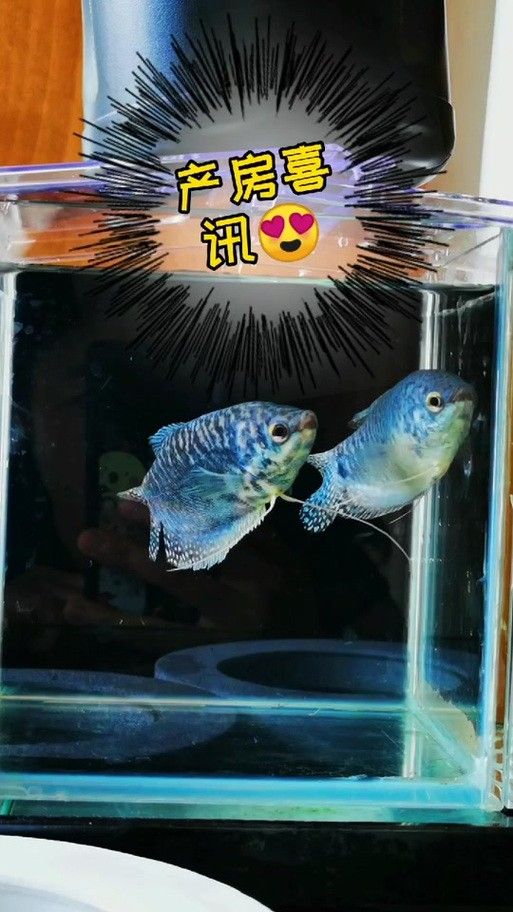 藍曼龍魚繁殖期間需要注意什么：曼龍魚繁殖全攻略