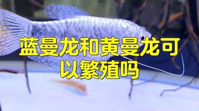 藍曼龍魚繁殖期間需要注意什么：曼龍魚繁殖全攻略