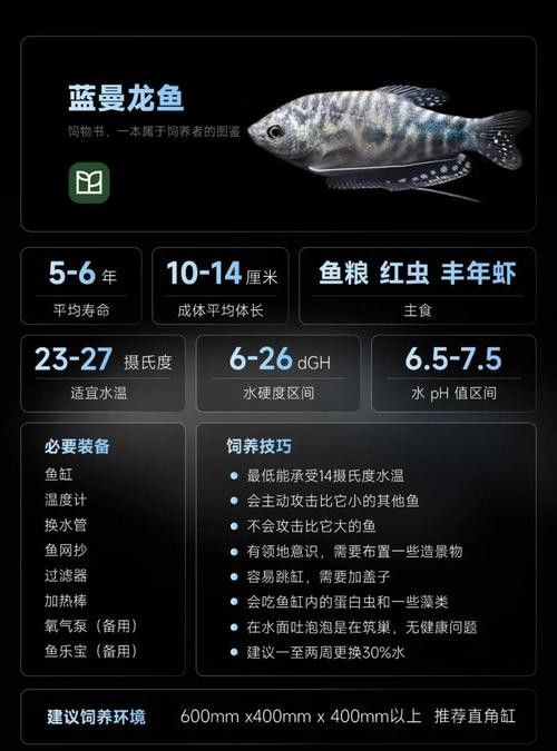 藍曼龍魚繁殖期間需要注意什么：曼龍魚繁殖全攻略
