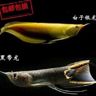 廣東龍魚養殖基地的價格如何：廣東龍魚養殖基地價格