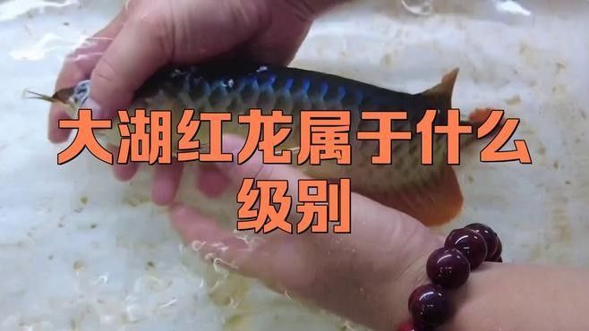 如何區分大湖紅龍魚和普通印尼紅龍？：大湖紅龍魚與普通印尼紅龍的區別