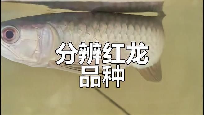 如何區分大湖紅龍魚和普通印尼紅龍？：大湖紅龍魚與普通印尼紅龍的區別