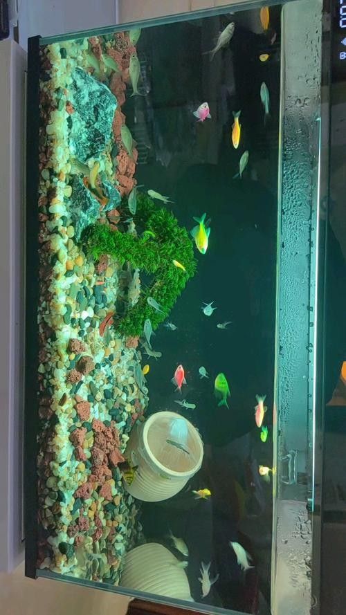 虎皮恐龍魚好養(yǎng)嗎？：關(guān)于虎皮恐龍魚飼養(yǎng)的一些關(guān)鍵信息