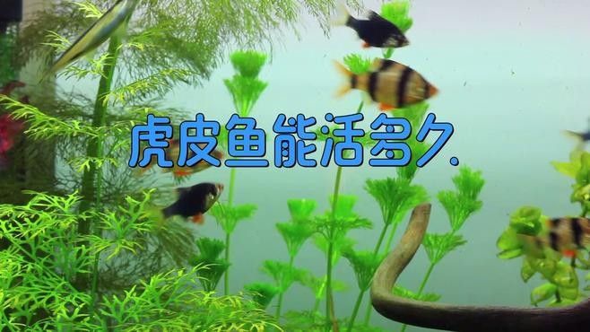 虎皮恐龍魚好養(yǎng)嗎？：關(guān)于虎皮恐龍魚飼養(yǎng)的一些關(guān)鍵信息