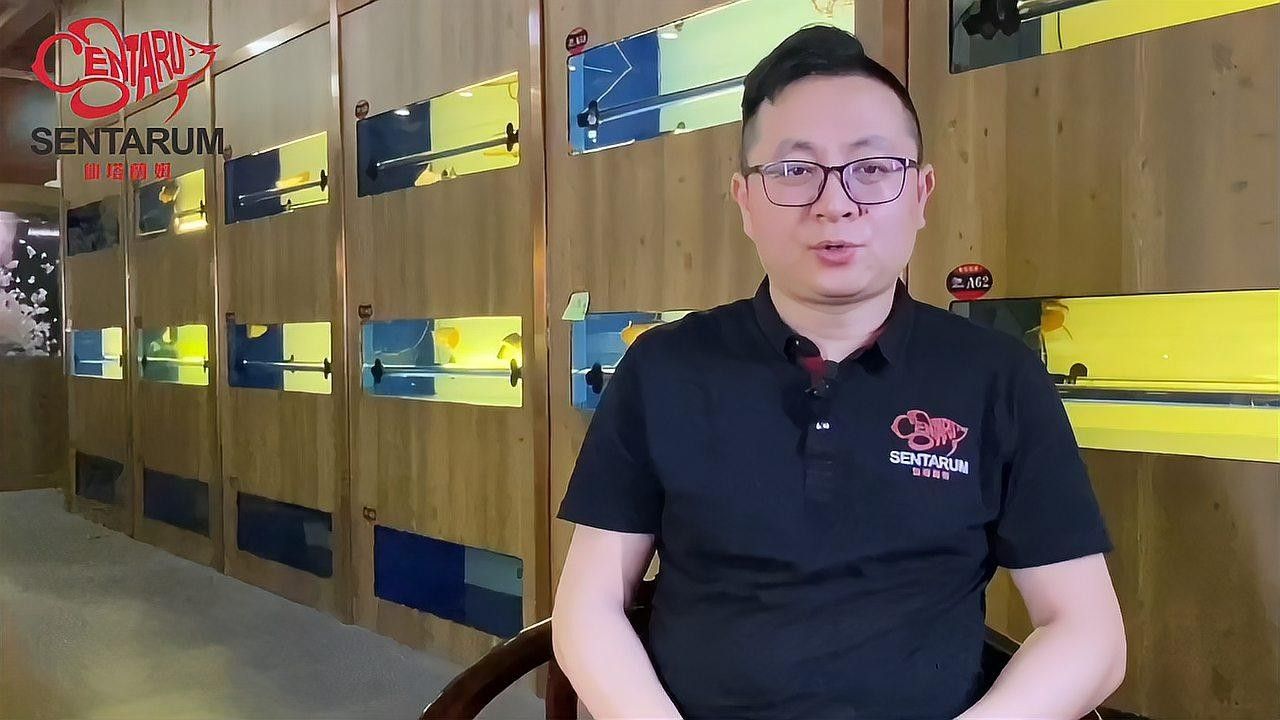 混養星點龍魚需要多大的魚缸：養星點龍魚需要多大的魚缸？