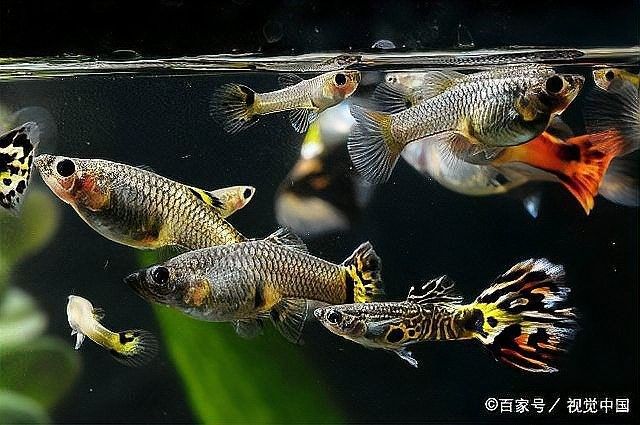 龍魚甩頭會自愈嗎？：龍魚甩頭會自愈嗎