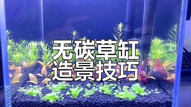 草缸造景需要哪些植物？：魚缸草缸造景全攻略