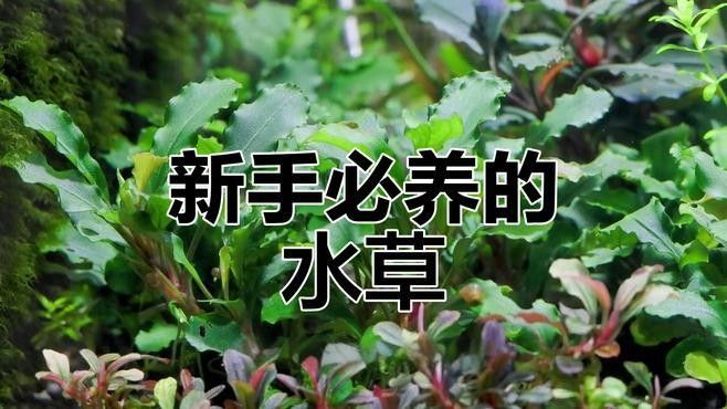 草缸造景需要哪些植物？：魚缸草缸造景全攻略