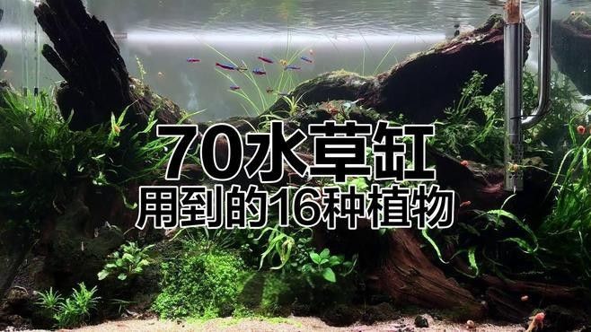 草缸造景需要哪些植物？：魚缸草缸造景全攻略