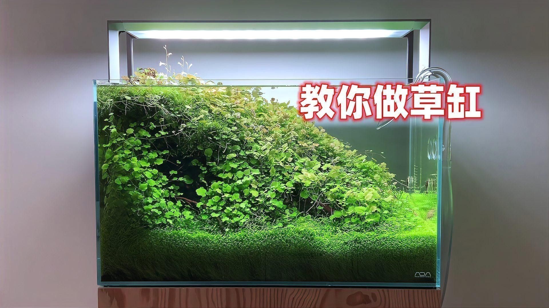 草缸造景需要哪些植物？：魚缸草缸造景全攻略