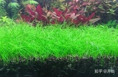 草缸造景需要哪些植物？：魚缸草缸造景全攻略