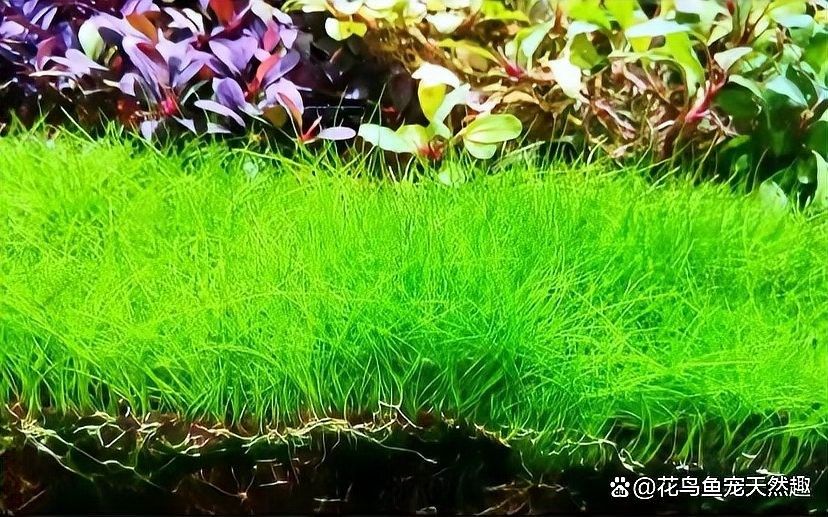 草缸造景需要哪些植物？：魚缸草缸造景全攻略