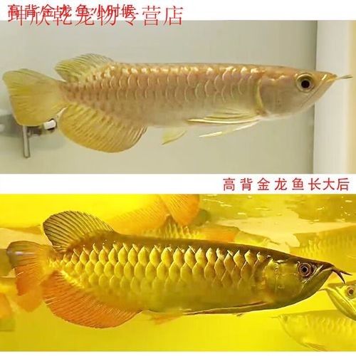 金底金龍魚的市場價格：金底金龍魚市場價格受到多種因素影響價格受到多種因素影響