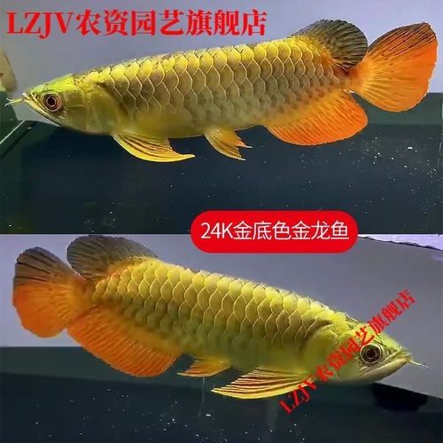 金底金龍魚的市場價格：金底金龍魚市場價格受到多種因素影響價格受到多種因素影響