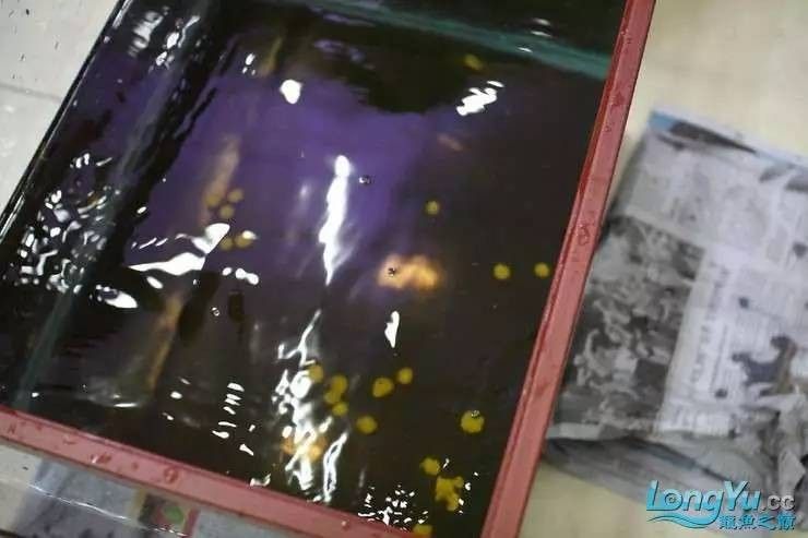 給我高清的龍魚魚卵圖片：如何在網上尋找高清的龍魚魚卵 給我高清的龍魚魚卵圖片：如何在網上尋找高清的龍魚魚卵 龍魚百科 第5張