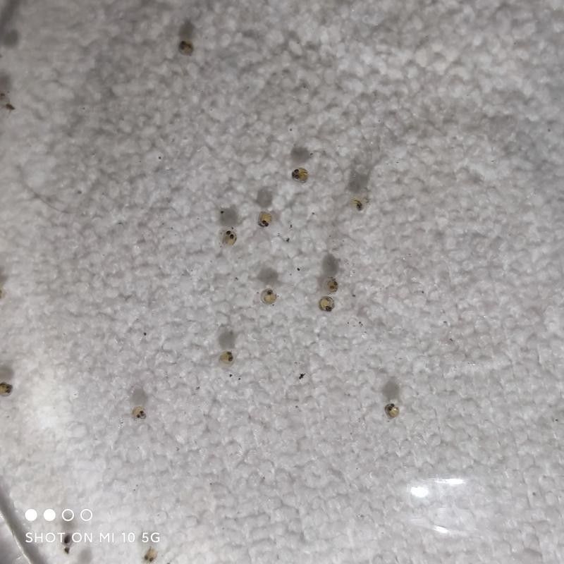 給我高清的龍魚魚卵圖片：如何在網上尋找高清的龍魚魚卵 給我高清的龍魚魚卵圖片：如何在網上尋找高清的龍魚魚卵 龍魚百科 第22張