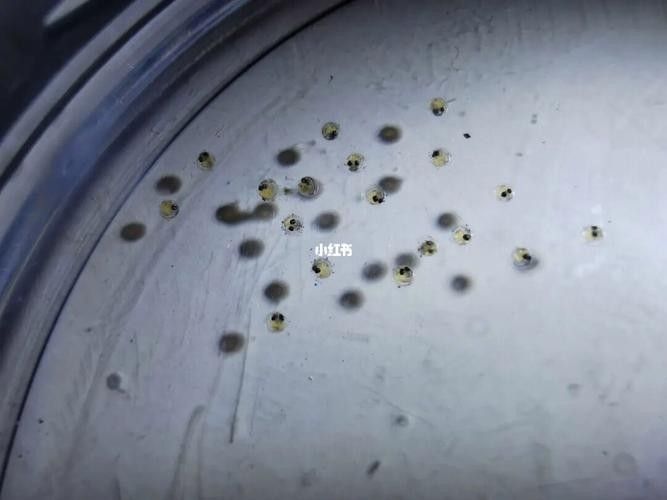 給我高清的龍魚魚卵圖片：如何在網上尋找高清的龍魚魚卵 給我高清的龍魚魚卵圖片：如何在網上尋找高清的龍魚魚卵 龍魚百科 第6張