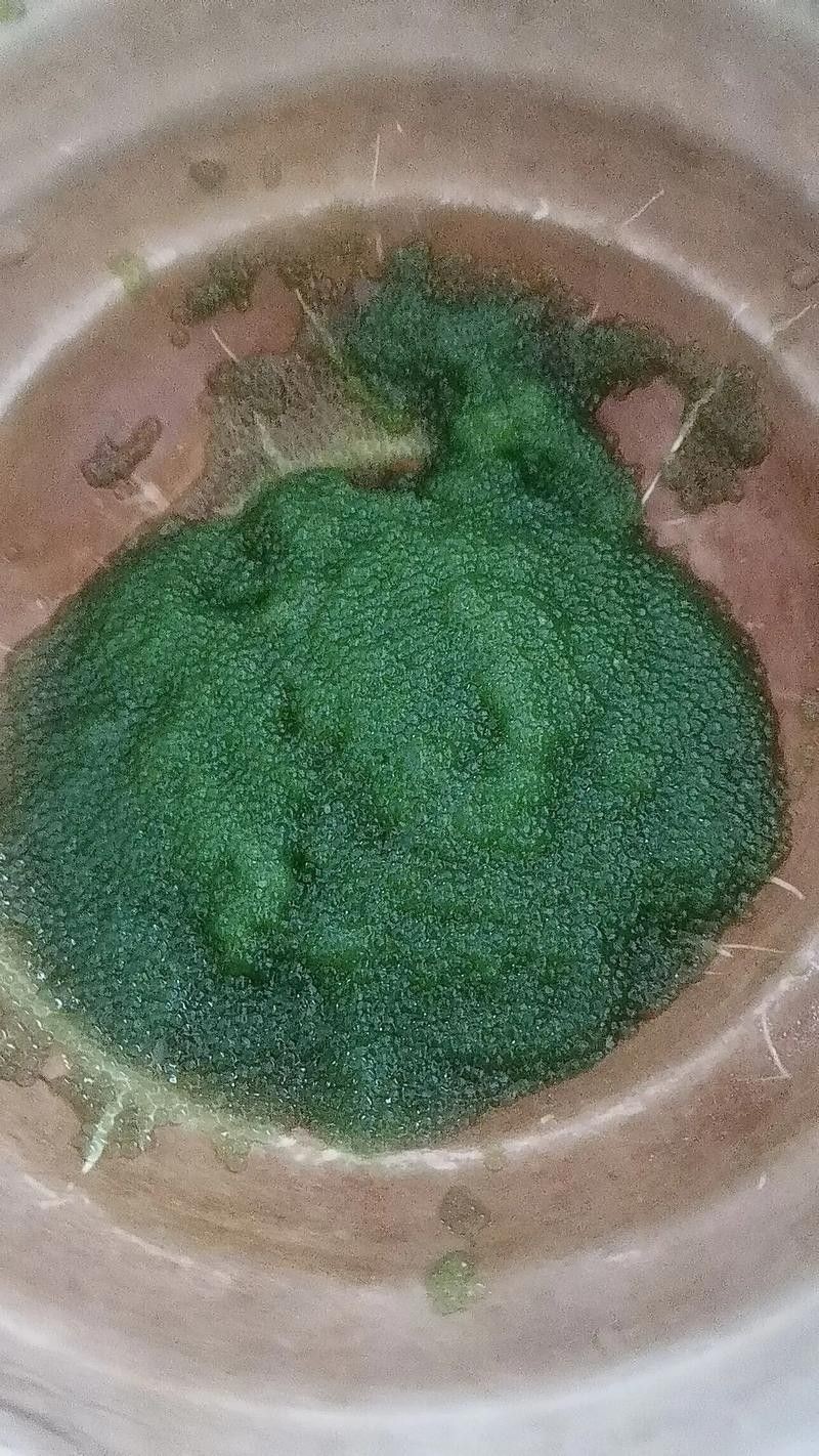 給我高清的龍魚魚卵圖片：如何在網上尋找高清的龍魚魚卵 給我高清的龍魚魚卵圖片：如何在網上尋找高清的龍魚魚卵 龍魚百科 第11張