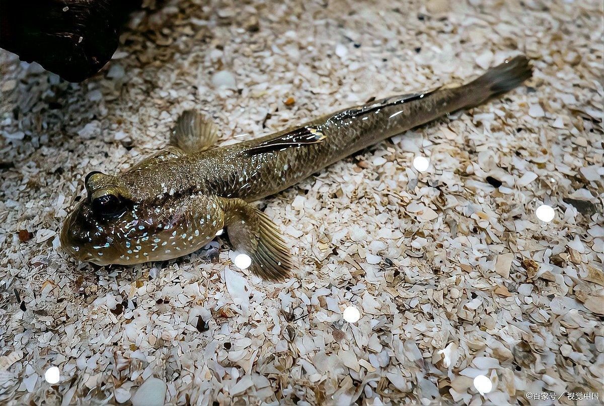 六角龍魚和金魚哪個(gè)更好養(yǎng)？：六角龍魚和金魚哪個(gè)壽命更長(zhǎng)？