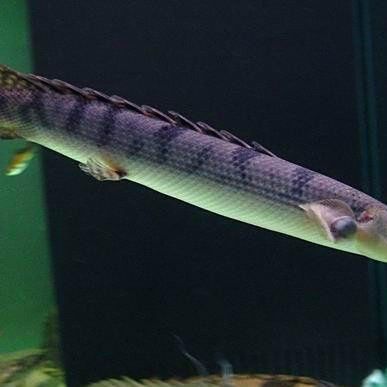 三角恐龍魚能長多大：三角恐龍魚的繁殖方式是什么三角恐龍魚的繁殖方式是什么