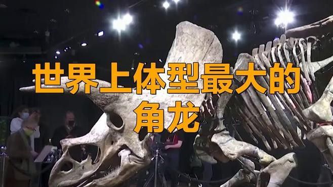 三角恐龍魚能長多大：三角恐龍魚的繁殖方式是什么三角恐龍魚的繁殖方式是什么