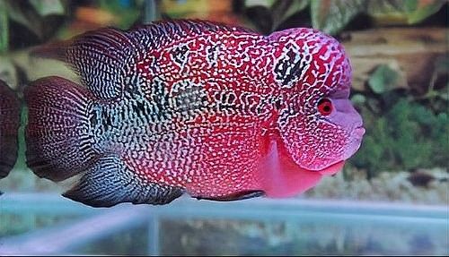 羅漢和金龍魚混養需要多長時間適應：羅漢魚與金龍魚混養的適應時間因個體差異而異