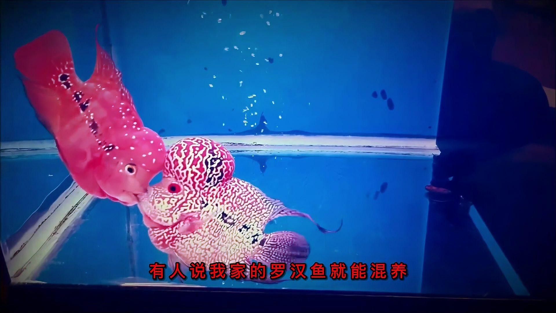 羅漢和金龍魚混養需要多長時間適應：羅漢魚與金龍魚混養的適應時間因個體差異而異