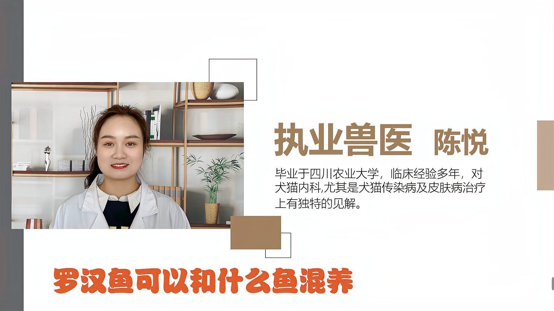 羅漢和金龍魚混養需要多長時間適應：羅漢魚與金龍魚混養的適應時間因個體差異而異