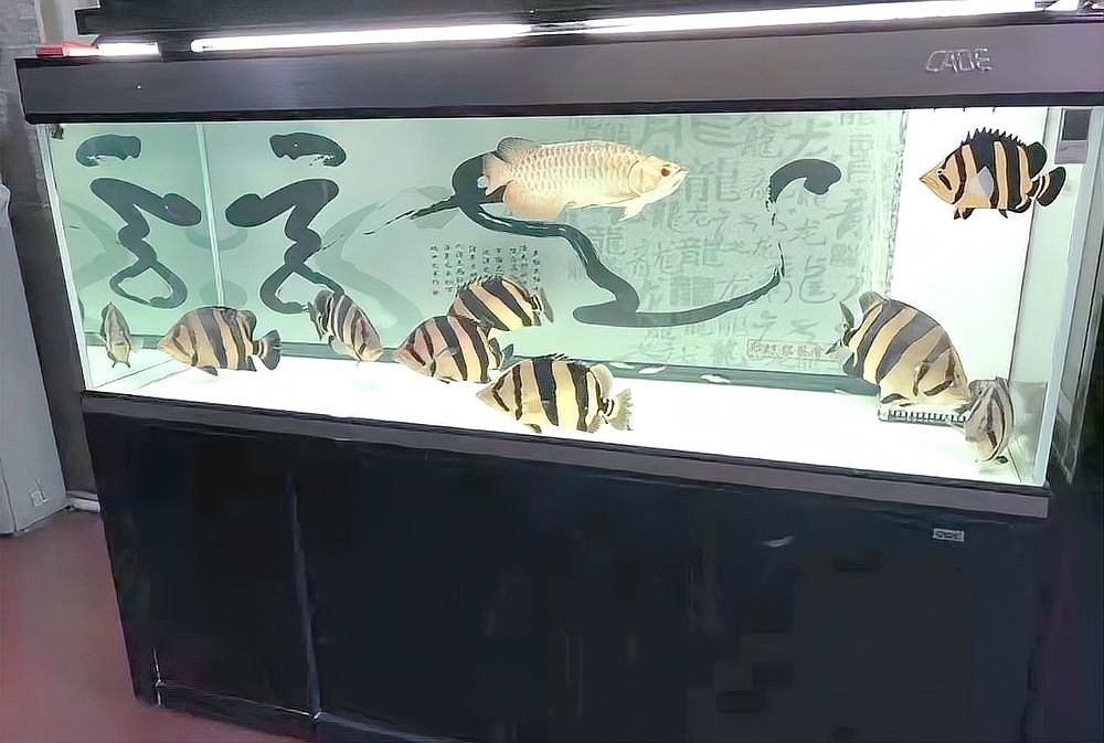 金龍魚和血紅龍魚混養(yǎng)需要多大的魚缸：金龍魚和血紅龍魚混養(yǎng)時(shí)，魚缸尺寸需綜合考慮兩者成年體型及活動(dòng)需求