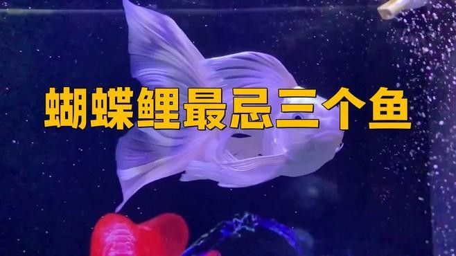 蝴蝶鯉和龍魚混養需要注意什么：蝴蝶鯉和龍魚混養的成功指南及禁忌解析追夢旅程