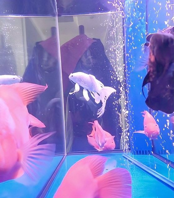 蝴蝶鯉和龍魚混養需要注意什么：蝴蝶鯉和龍魚混養的成功指南及禁忌解析追夢旅程
