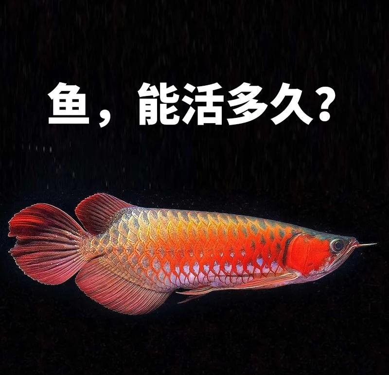 紅金龍魚壽命一般是多久？：紅金龍魚的壽命取決于幾個(gè)因素取決于幾個(gè)因素
